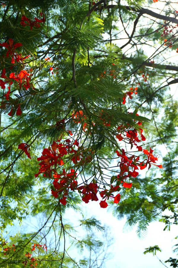 晒黑攻略,晒黑指南