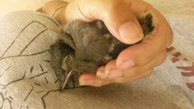 万物皆有灵救小鸟,万物皆有灵有人救了