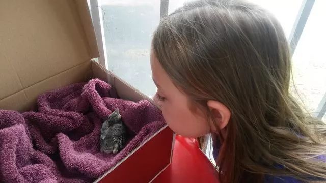 万物皆有灵救小鸟,万物皆有灵有人救了