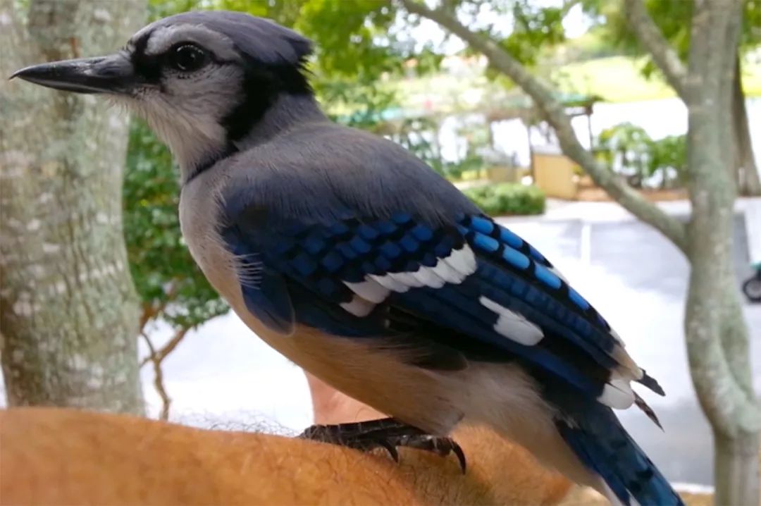 万物皆有灵救小鸟,万物皆有灵有人救了