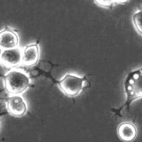 到底如何给孩子补充DHA呢?你要知道这20条