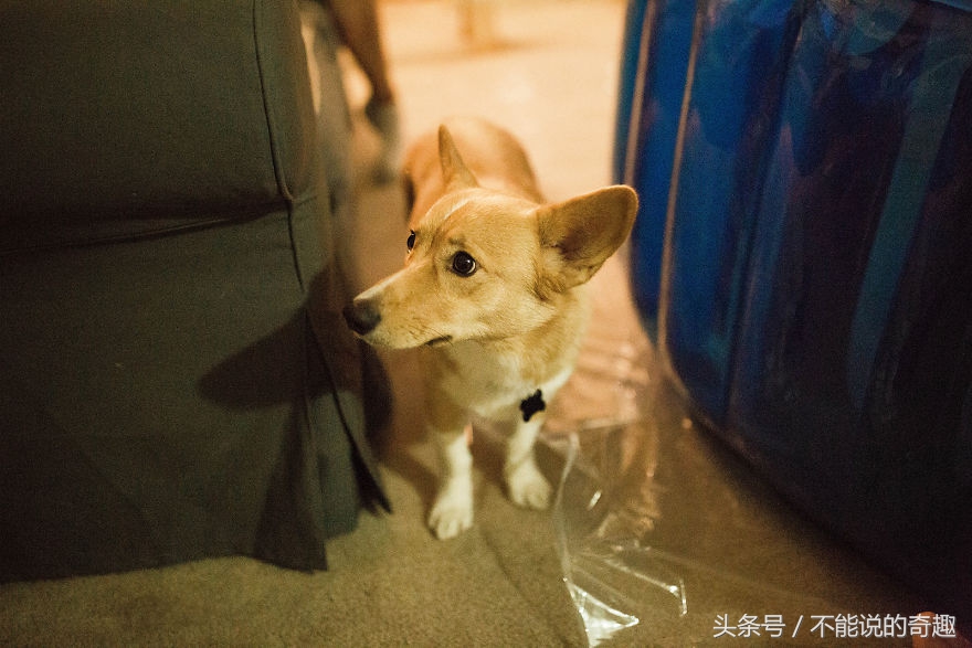 可能你不会知道你家里的这些“家人”是如此的深爱着自己