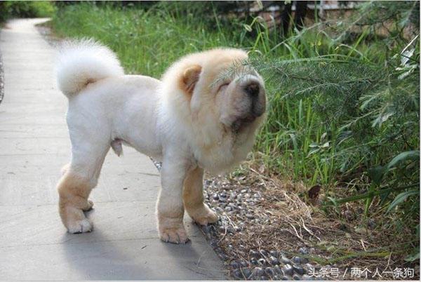 狗把毛剃光能散热吗,有一种热叫我觉得你热是什么意思