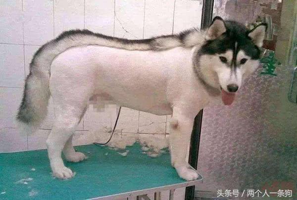 狗把毛剃光能散热吗,有一种热叫我觉得你热是什么意思