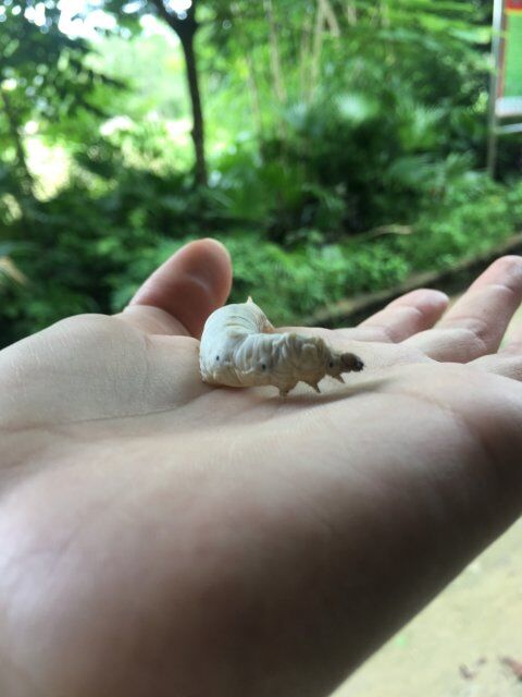 桑养种蚕小科普——你所不知道的蚕宝宝