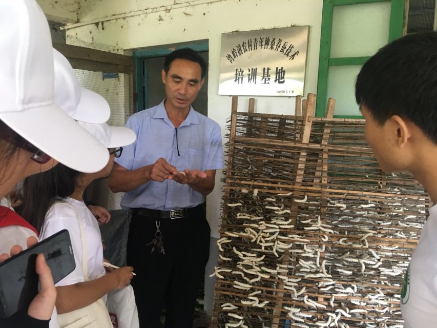 桑养种蚕小科普——你所不知道的蚕宝宝