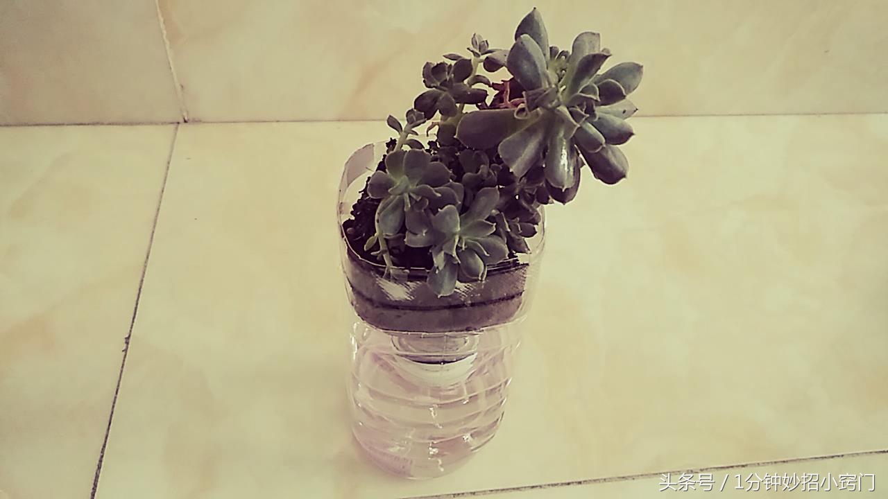 塑料瓶做花盆能管好长时间,饮料瓶制作花盆自带浇水功能