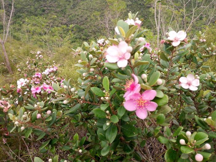 山稔子价格,山稔子根10斤泡多少斤酒
