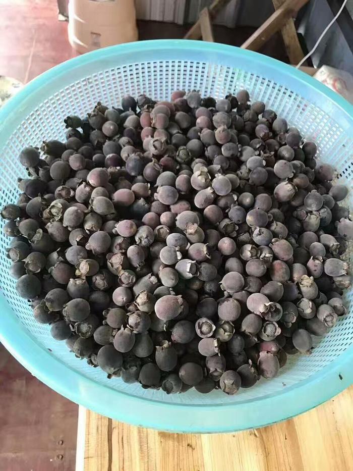 山稔子价格,山稔子根10斤泡多少斤酒