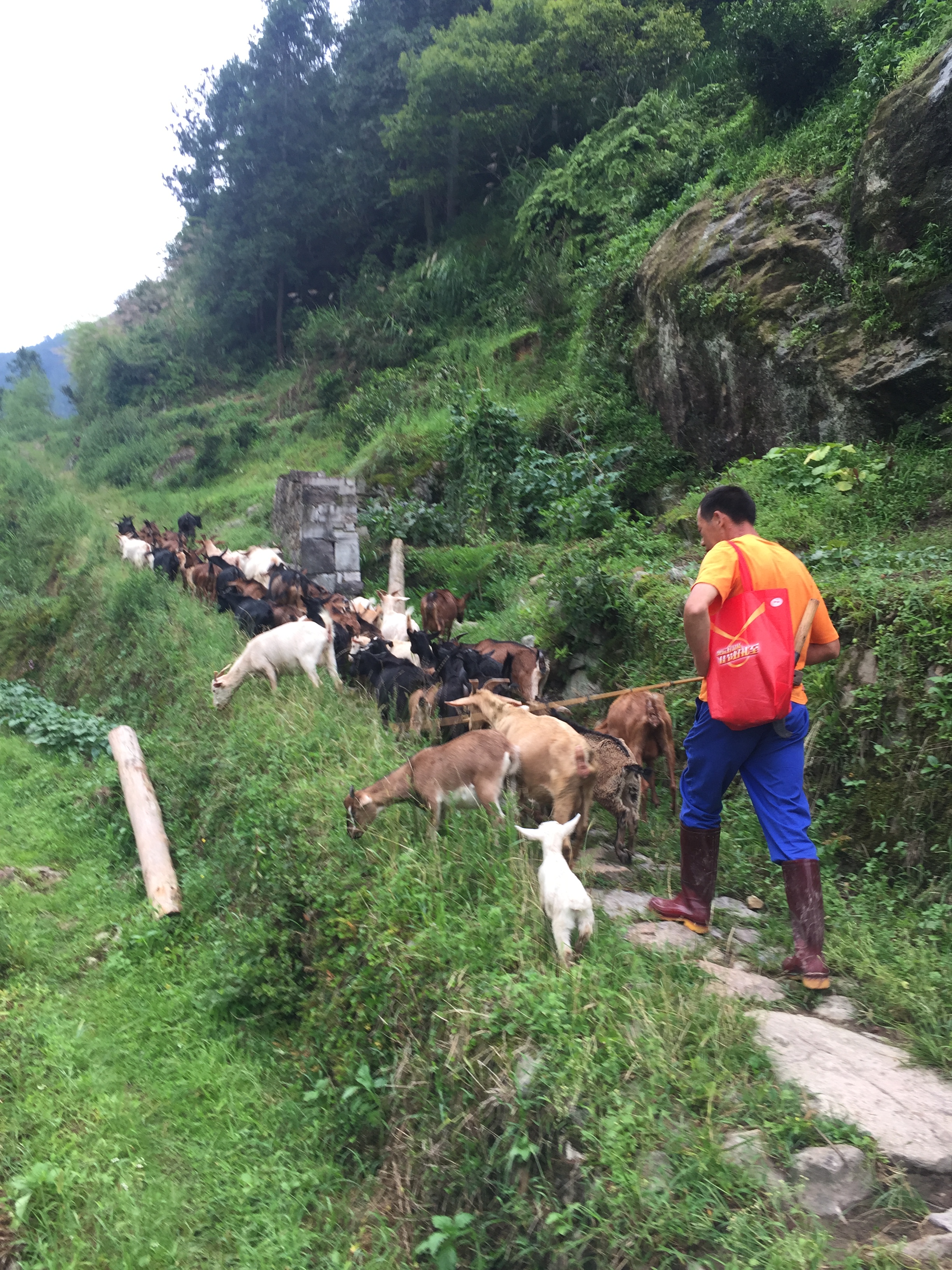 福建闽东特色乡村振兴之路图片,走出一条闽东特色的乡村振兴之路