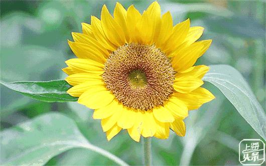 向日葵花海上海旅游攻略,上海市中心有一片向日葵花海