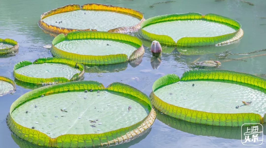 向日葵花海上海旅游攻略,上海市中心有一片向日葵花海
