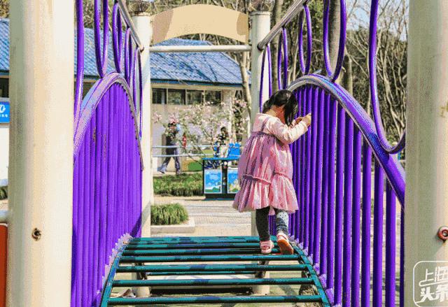 向日葵花海上海旅游攻略,上海市中心有一片向日葵花海