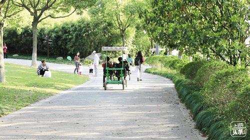 向日葵花海上海旅游攻略,上海市中心有一片向日葵花海