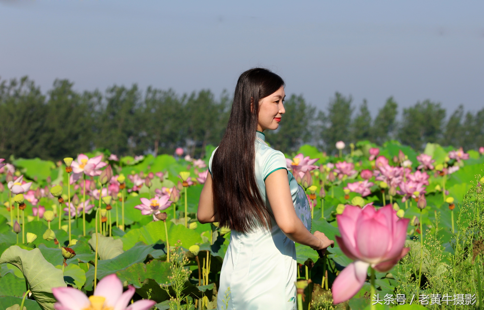 京山老年旗袍秀视频,月季园旗袍走秀