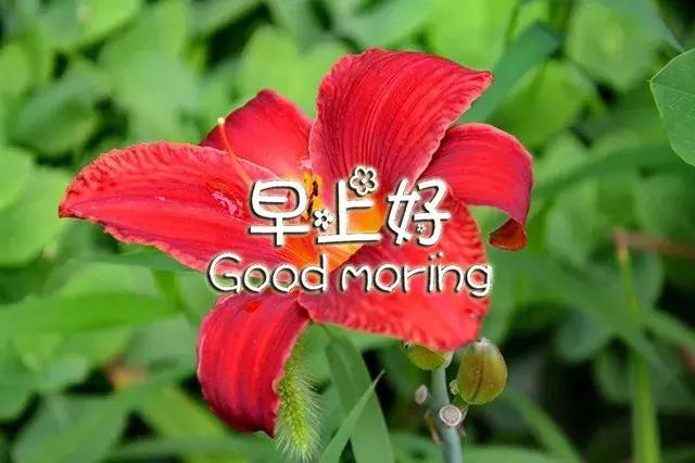 早上好祝福语优美句子图片大全,早上好祝福语优美句子冬天