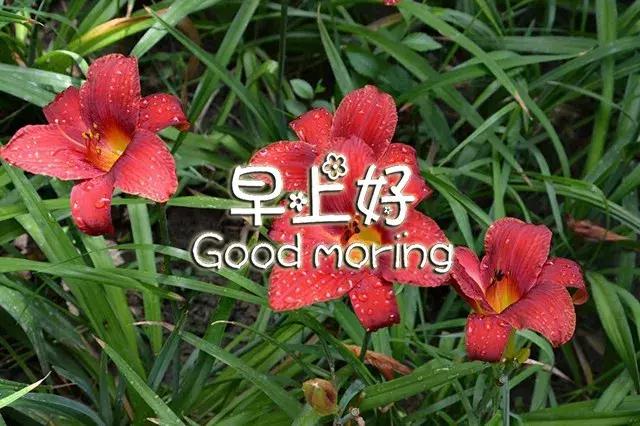 早上好祝福语优美句子图片大全,早上好祝福语优美句子冬天