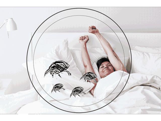 乳胶枕泰国原产,乳胶枕泰国的最好吗