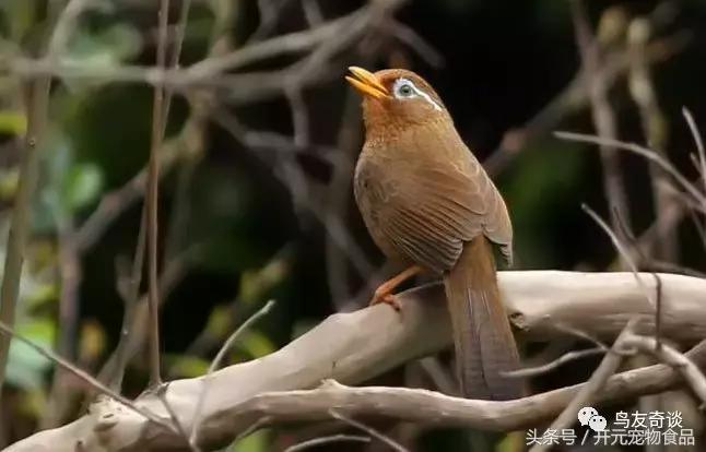 画眉鸟换毛晚什么原因,画眉鸟不换毛吃什么药