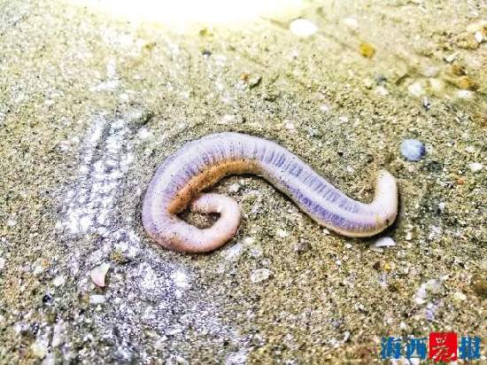 厦门旅游团帆船赶海,厦门五天四夜旅游攻略赶海