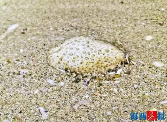 厦门旅游团帆船赶海,厦门五天四夜旅游攻略赶海