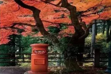 日本民宿超好,日本民宿存在的问题