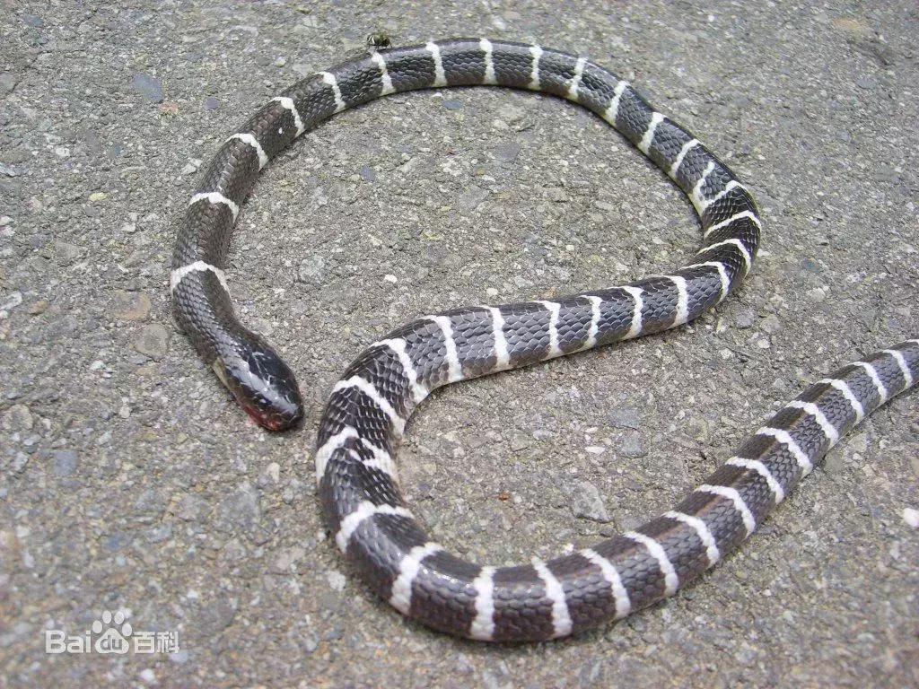 女子购银环蛇被咬死,21岁女孩被银环蛇咬死