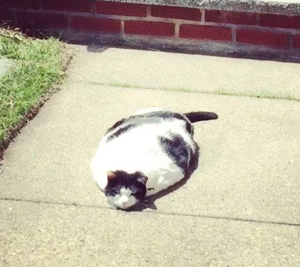 沈阳的三伏天还得热多少天,沈阳伏天是几号