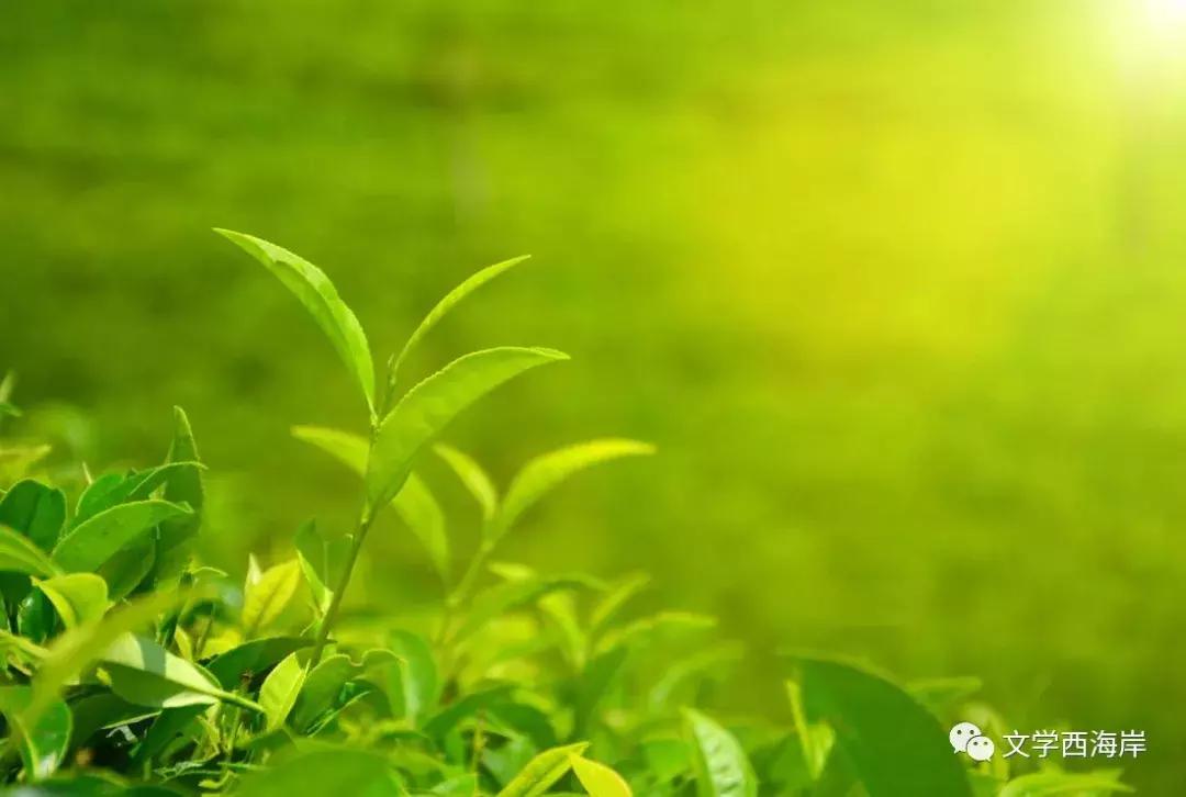 阅读纪｜老李的土地物语（外三篇）