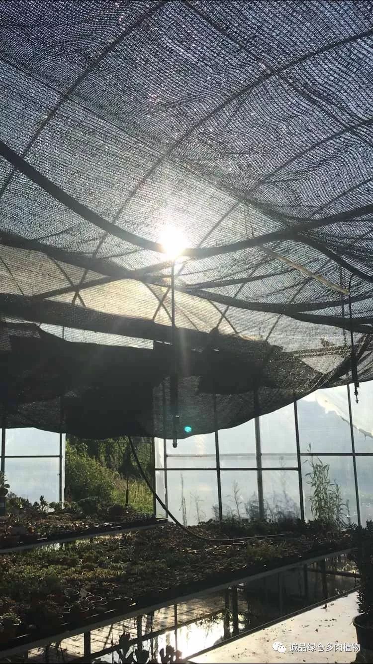 多肉淋雨之后掉叶片该怎么救治,多肉淋雨后可以用吹风机吹干吗