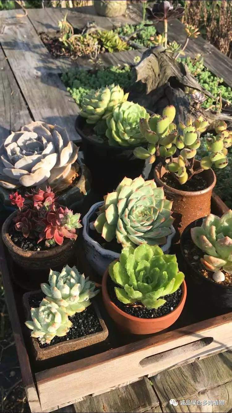 多肉淋雨之后掉叶片该怎么救治,多肉淋雨后可以用吹风机吹干吗