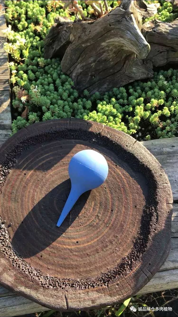 多肉淋雨之后掉叶片该怎么救治,多肉淋雨后可以用吹风机吹干吗