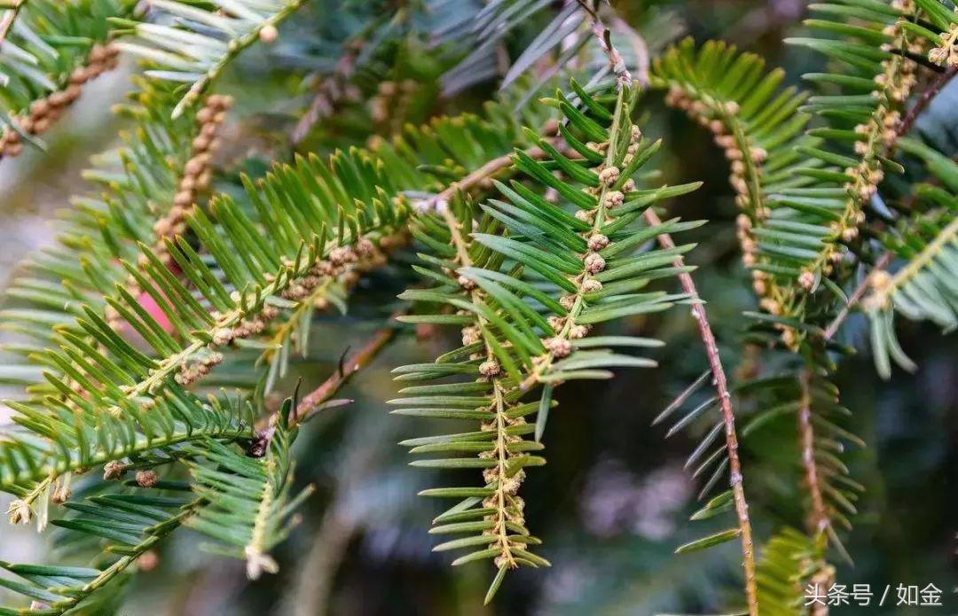 这野生植物可治白血病,农民自己就能种!