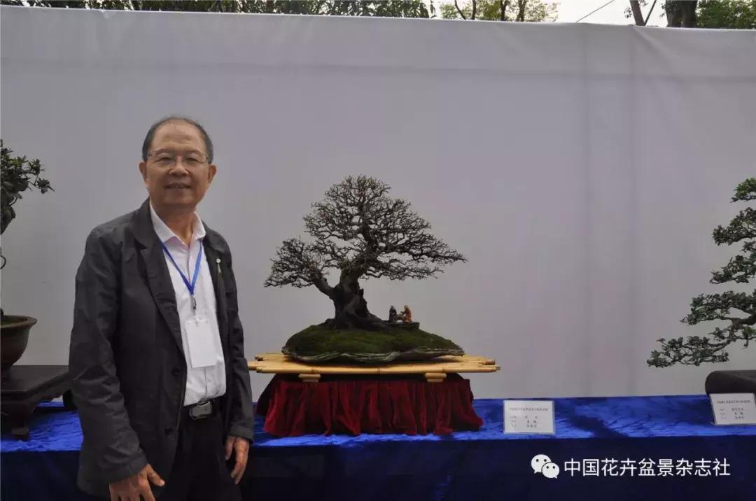 雀梅文人盆景图片,雀梅盆景设计造型书