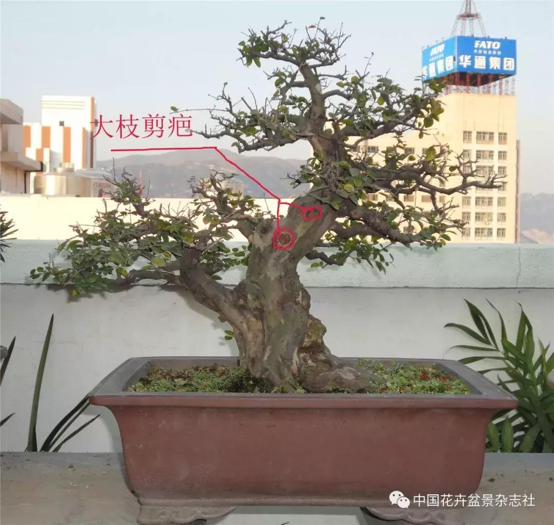 雀梅文人盆景图片,雀梅盆景设计造型书