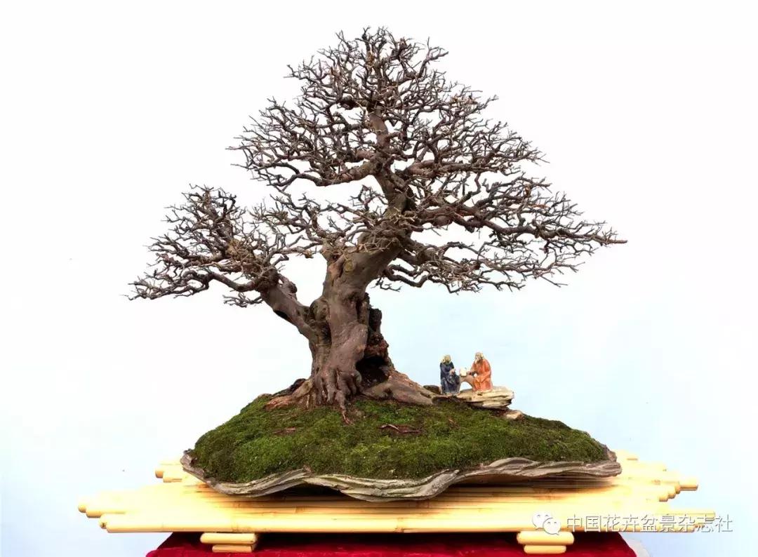 雀梅文人盆景图片,雀梅盆景设计造型书