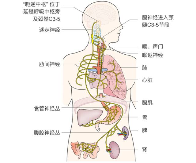 一天到晚打嗝停不下来,打嗝停不下来去哪个医院看