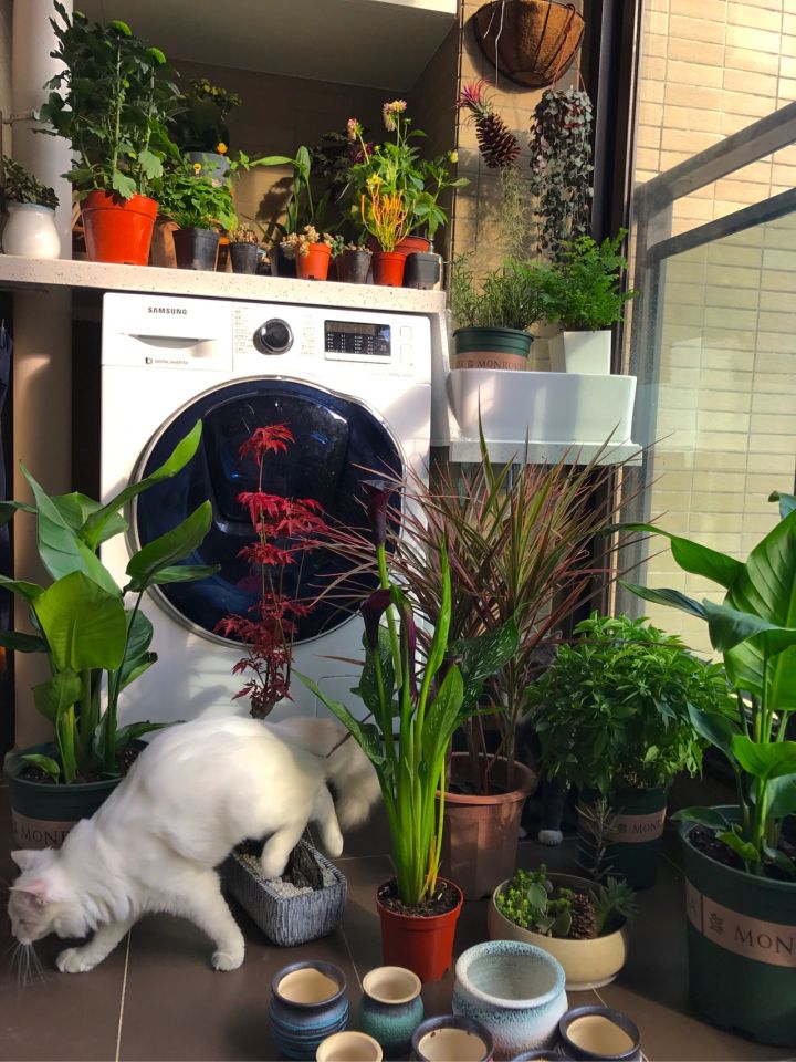 全屋实木家具布置 (家里装修设计实木家具)