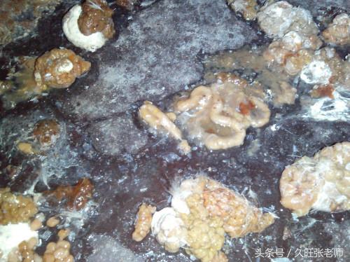 鸡拉稀不爱吃食是什么原因,鸡不吃料拉料粪怎么办