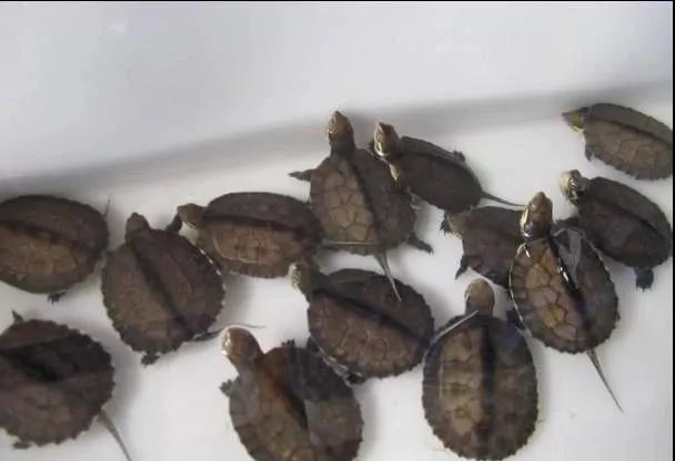 龟苗咬尾巴怎么办,大龟苗咬小龟苗是什么原因