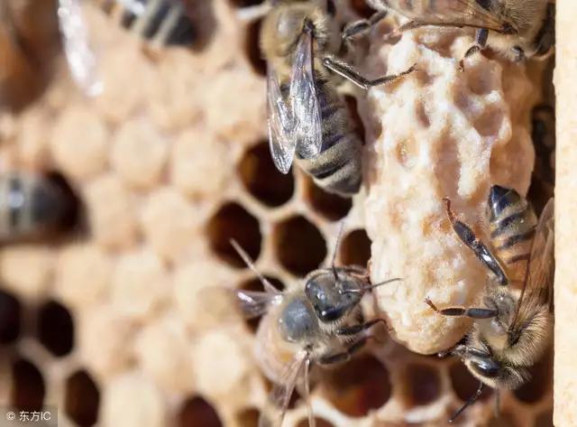 中蜂为什么造那么多王台,人工造蜂王台