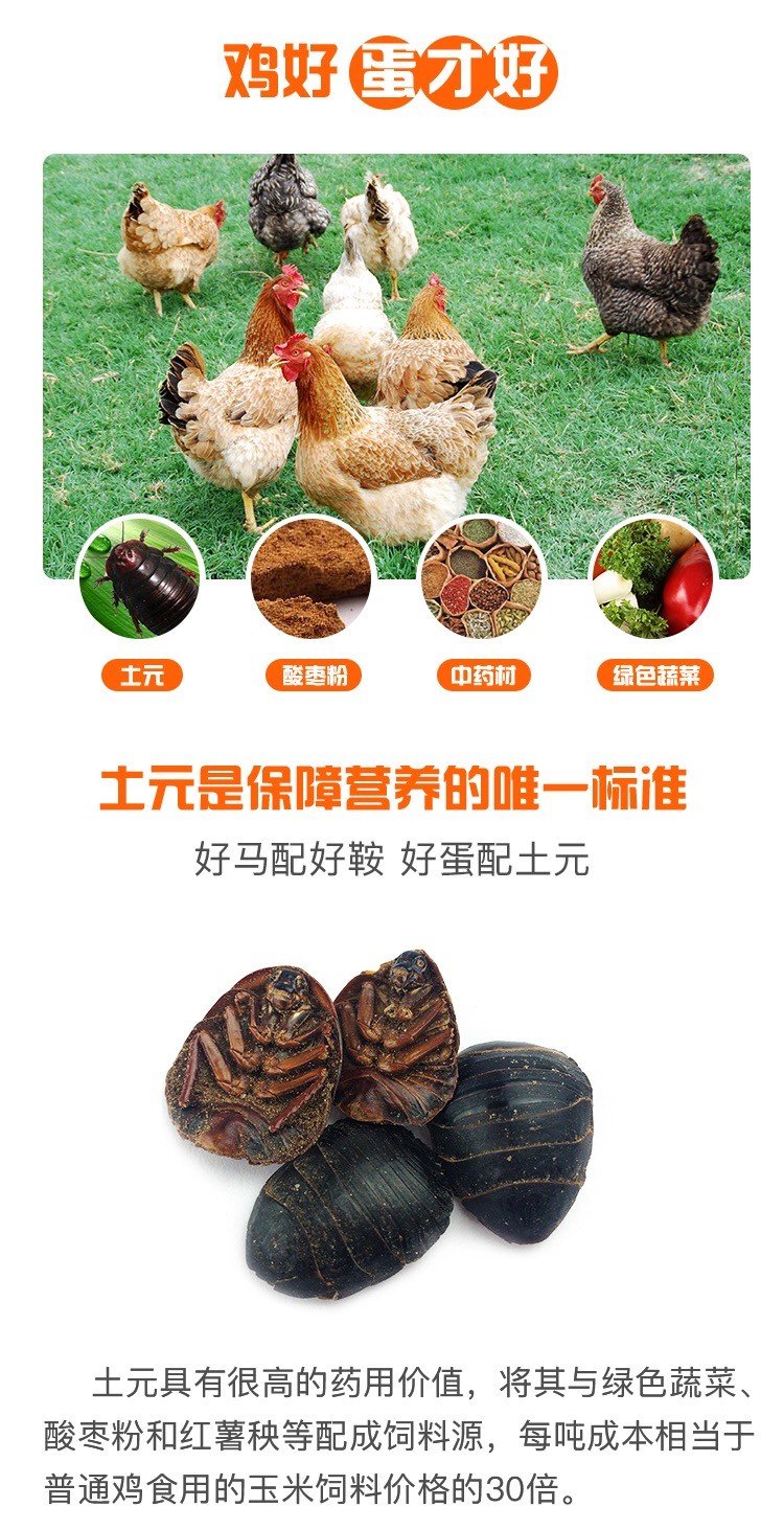 土元鸡蛋的功效与作用,土元炒鸡蛋功效与作用