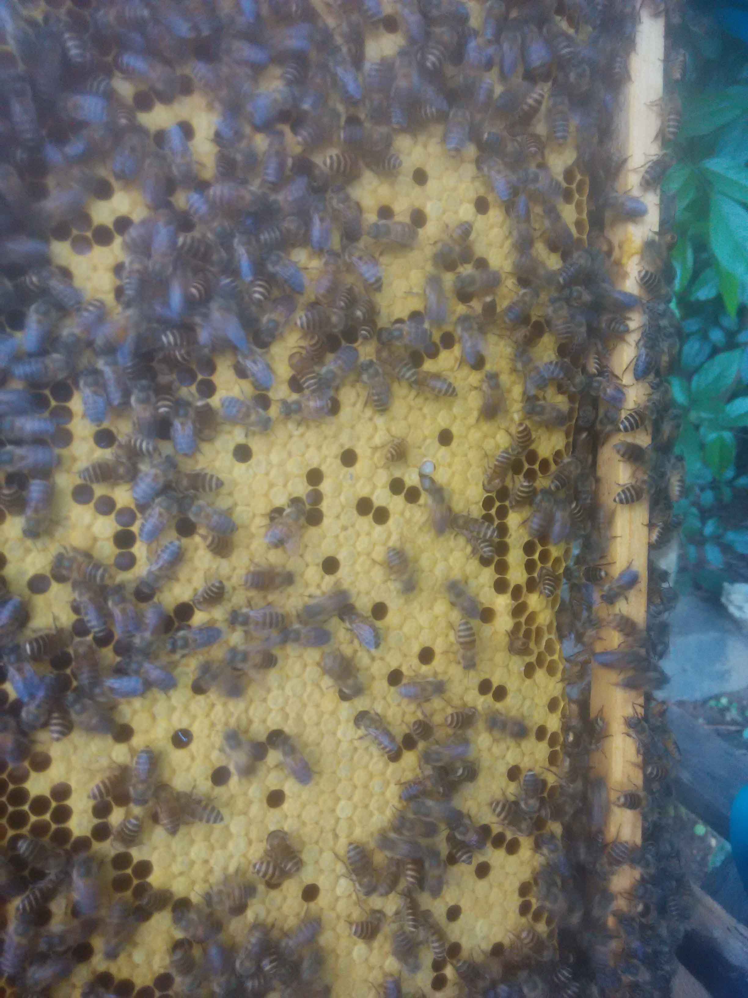 中蜂为什么造那么多王台,人工造蜂王台