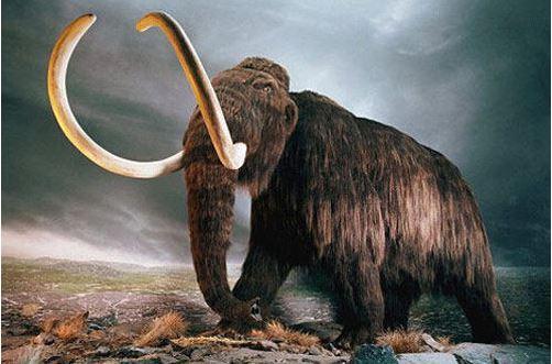 猛犸象牙工艺品如何辨别真伪,如何辨认猛犸象牙是真的假的