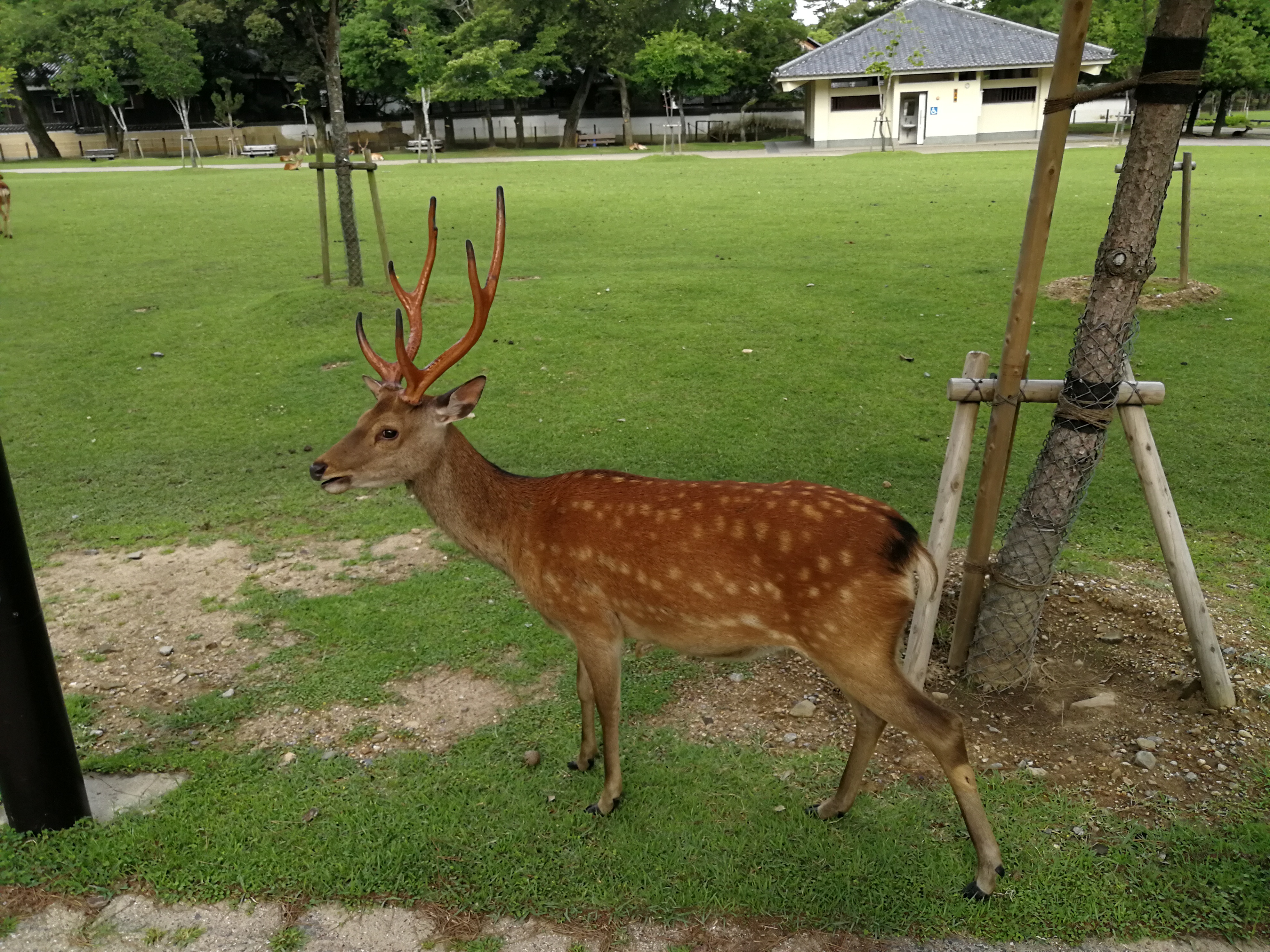 日本奈良亲子旅拍,日本游奈良小鹿