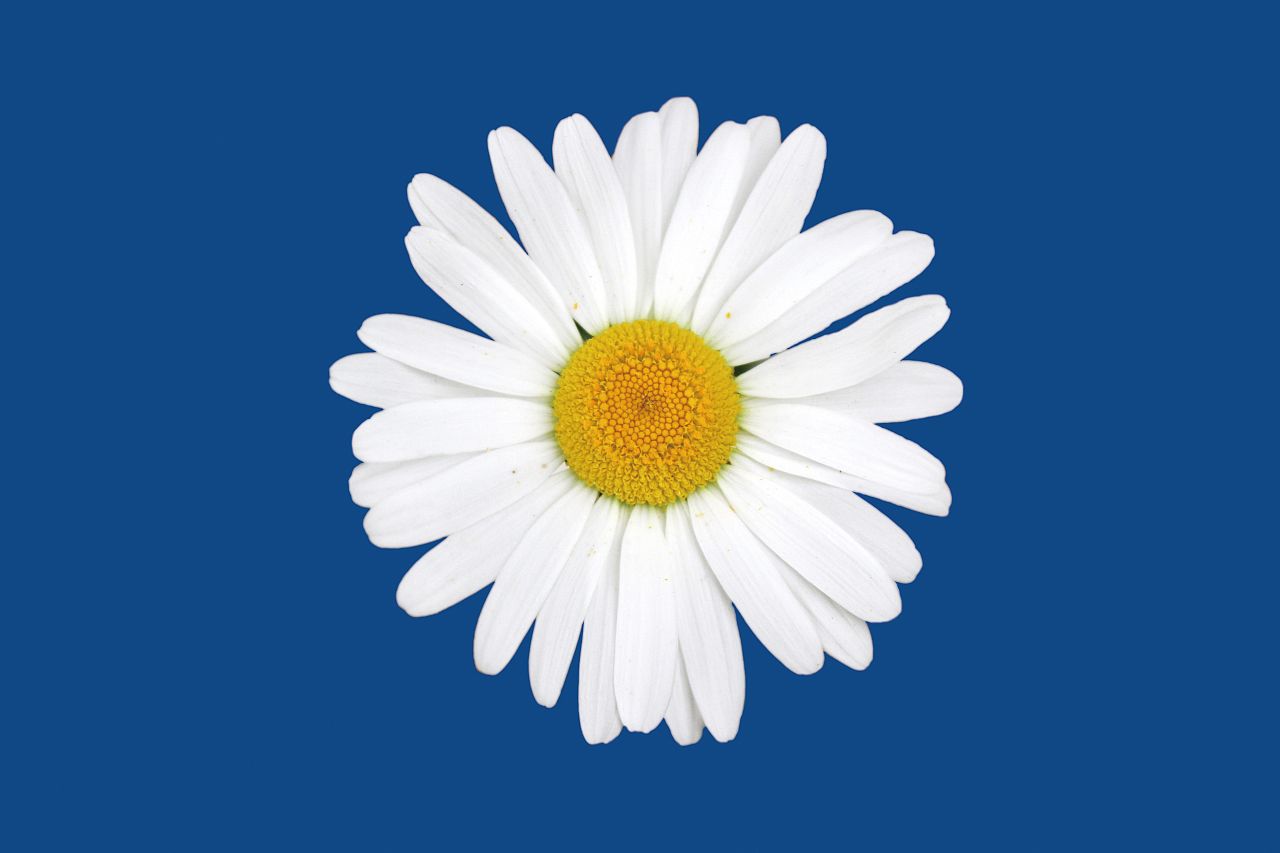 枸杞配什么喝能阴阳同补,枸杞配什么阴阳双补效果好