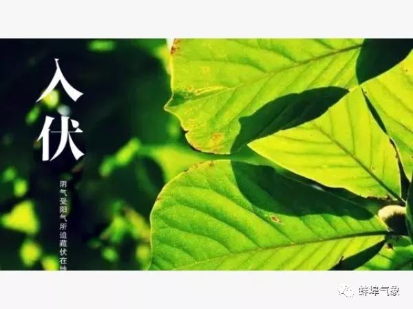 今年入伏后的高温天气此起彼伏,明日入伏气温高温