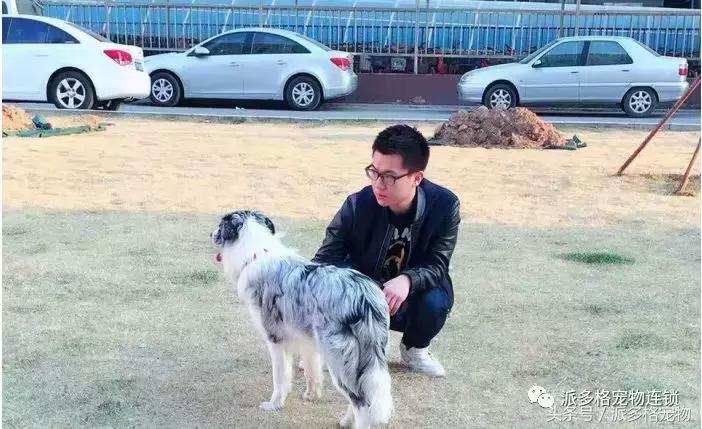 派多格宠物店卖什么,派多格宠物店资质