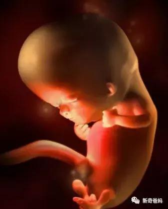 怀孕8周孕妇,怀孕8周预产期