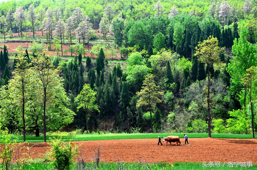花开千朵各表一枝什么意思,花开两朵，各表一枝